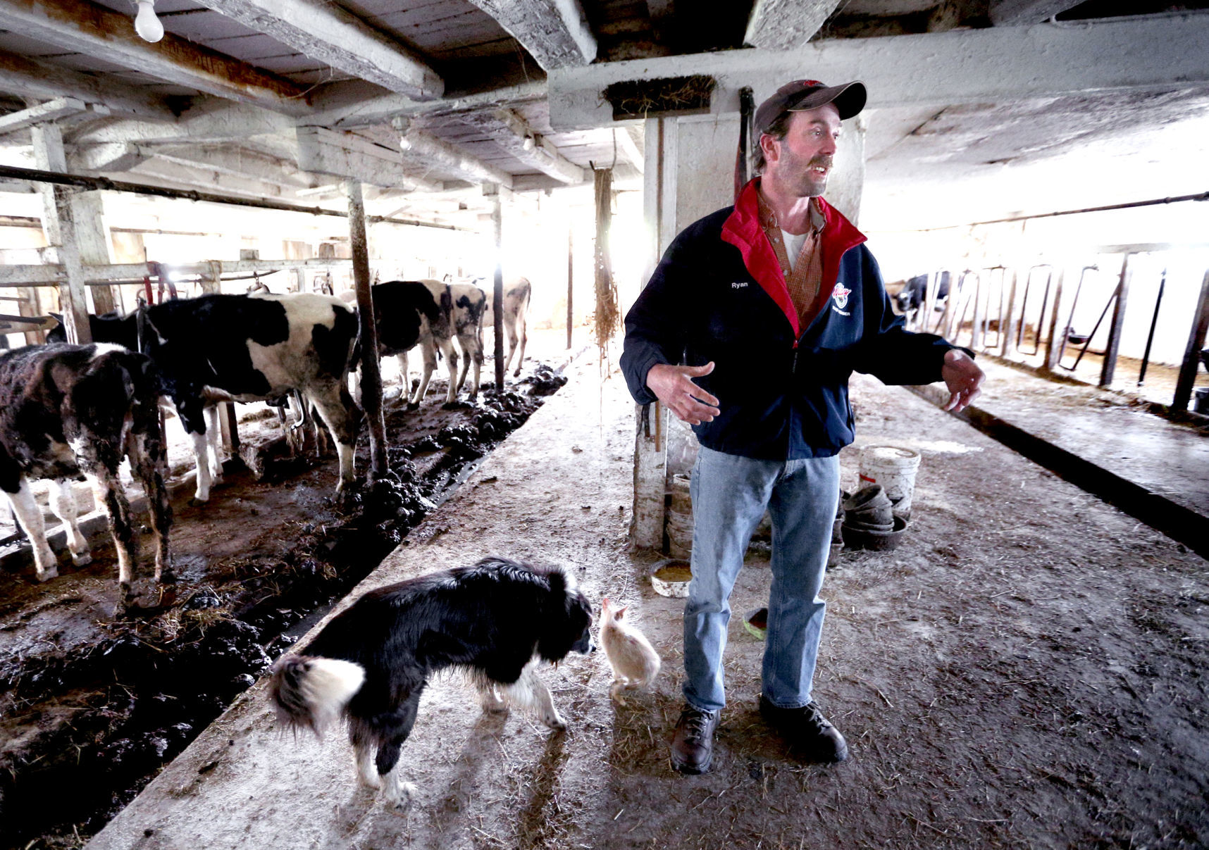 Dairy Crisis